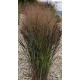 PANICUM NOSFERATU (proso)