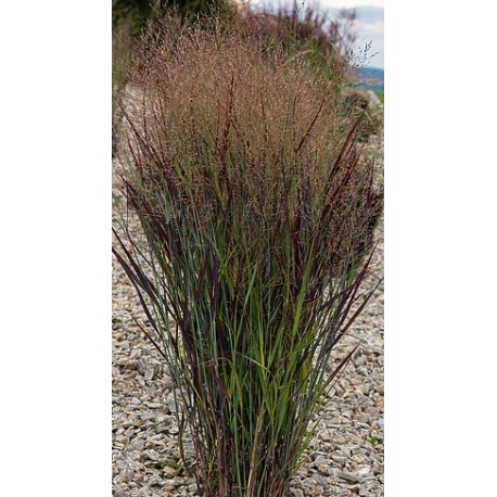 PANICUM NOSFERATU (proso)