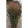PANICUM NOSFERATU (proso)