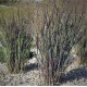 PANICUM NOSFERATU (proso)