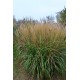 MISCANTHUS KOREA