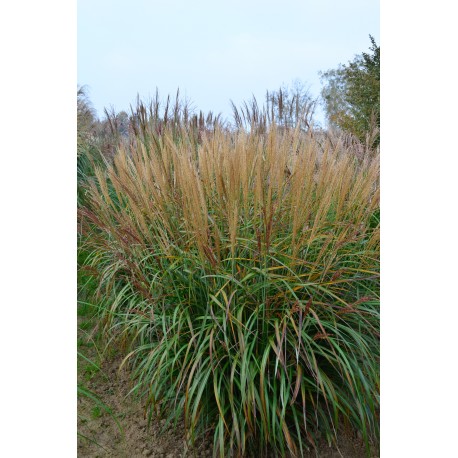 MISCANTHUS KOREA