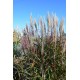 MISCANTHUS BURACZOK