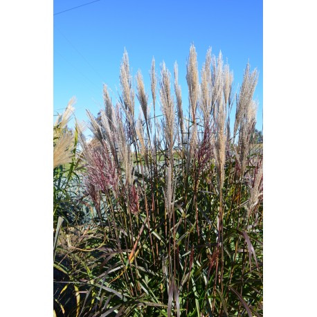 MISCANTHUS BURACZOK