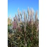 MISCANTHUS BURACZOK