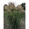 MISCANTHUS ORANGEFEDER  (miskant)