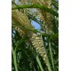 MISCANTHUS GOLDEN GALAXY