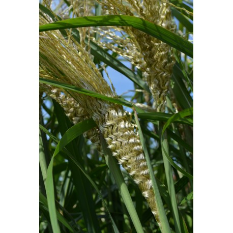 MISCANTHUS GOLDEN GALAXY