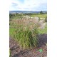 MISCANTHUS GOLDEN GALAXY