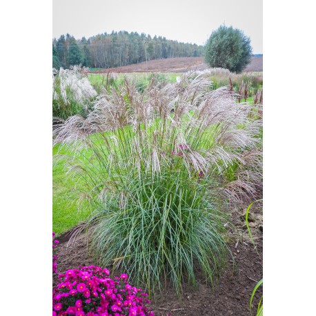 MISCANTHUS CINDY