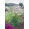 MISCANTHUS CINDY