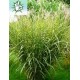 MISCANTHUS GIRAFFE