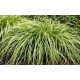 CAREX GOLD FOUNTAIN