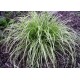 CAREX GOLD FOUNTAIN