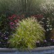PENNISETUM HAMELN GOLD (rozplenica)