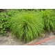PENNISETUM HAMELN GOLD (rozplenica)
