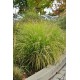 PENNISETUM HAMELN GOLD (rozplenica)