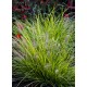 PENNISETUM HAMELN GOLD (rozplenica)