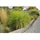 PENNISETUM HAMELN GOLD (rozplenica)