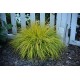 PENNISETUM HAMELN GOLD (rozplenica)