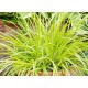 PENNISETUM HAMELN GOLD (rozplenica)