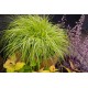 PENNISETUM HAMELN GOLD (rozplenica)