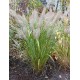 STIPA BRACHYTRICHA