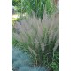 STIPA BRACHYTRICHA