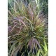 HAKONECHLOA BENI KAZE