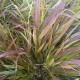 HAKONECHLOA BENI KAZE