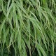 HAKONECHLOA MACRA ALBOSTRIATA-paskowana