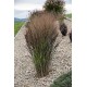 PANICUM NOSFERATU (proso)