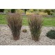 PANICUM NOSFERATU (proso)
