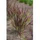 PANICUM NOSFERATU (proso)