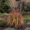 Miscanthus Navajo