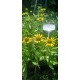 Echinacea-Jeżówka "Fountain Yellow"