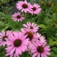 Echinacea-Jeżówka-Fountain Light Purple