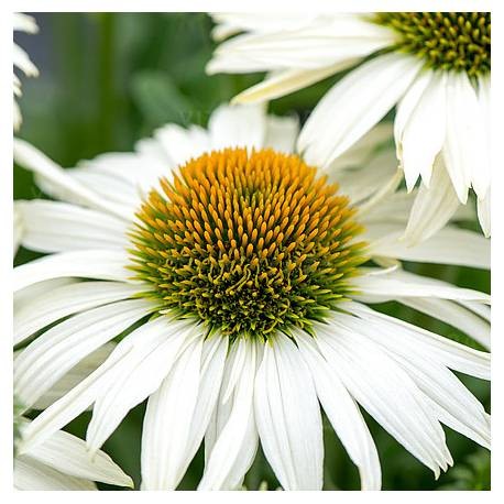 Echinacea-Jeżówka-Pearl WHITE