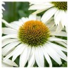 Echinacea-Jeżówka-Pearl White (biała perła)