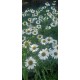 Echinacea-Jeżówka-Pearl WHITE