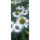 Echinacea-Jeżówka-Pearl WHITE