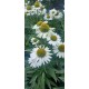 Echinacea-Jeżówka-Pearl WHITE