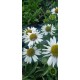 Echinacea-Jeżówka-Pearl WHITE