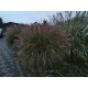 MISCANTHUS YAKU JIMA
