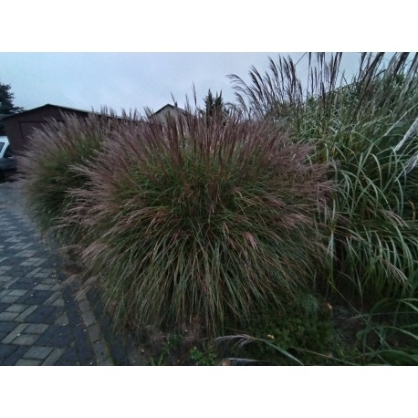 MISCANTHUS YAKU JIMA