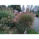 MISCANTHUS YAKU JIMA
