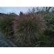 MISCANTHUS YAKU JIMA
