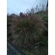 MISCANTHUS YAKU JIMA