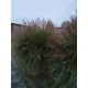 MISCANTHUS YAKU JIMA