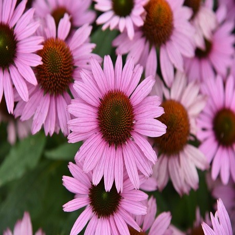 Echinacea-Jeżówka-Fountain Light Purple